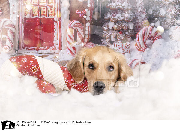 Golden Retriever / Golden Retriever / DH-04018