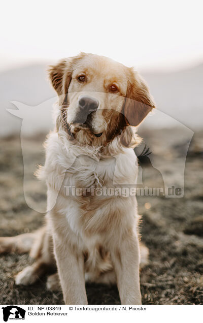 Golden Retriever / Golden Retriever / NP-03849