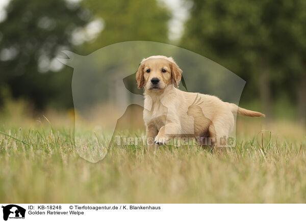 Golden Retriever Welpe / Golden Retriever puppy / KB-18248
