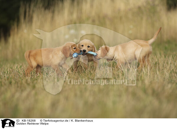 Golden Retriever Welpe / Golden Retriever puppy / KB-18268