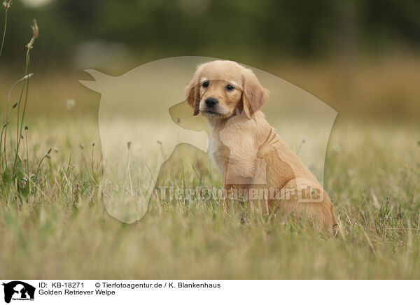 Golden Retriever Welpe / Golden Retriever puppy / KB-18271