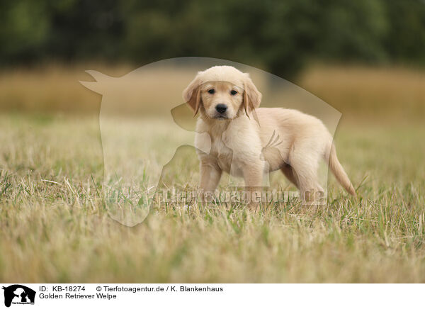Golden Retriever Welpe / Golden Retriever puppy / KB-18274