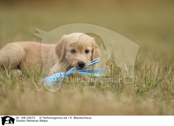 Golden Retriever Welpe / Golden Retriever puppy / KB-18275