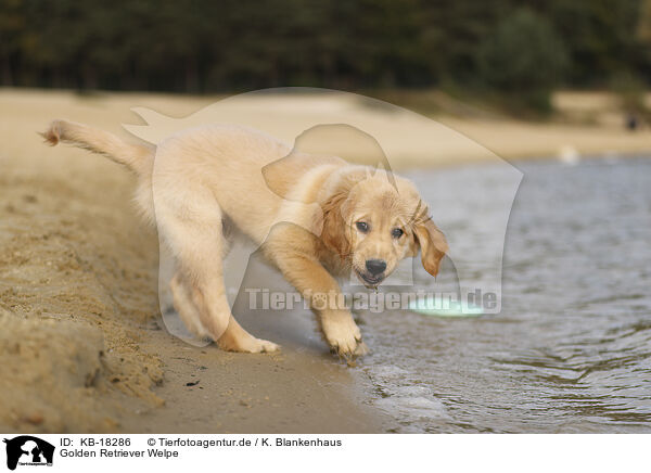Golden Retriever Welpe / Golden Retriever puppy / KB-18286