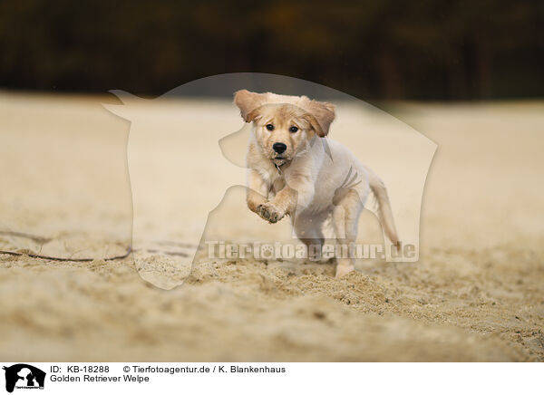 Golden Retriever Welpe / Golden Retriever puppy / KB-18288