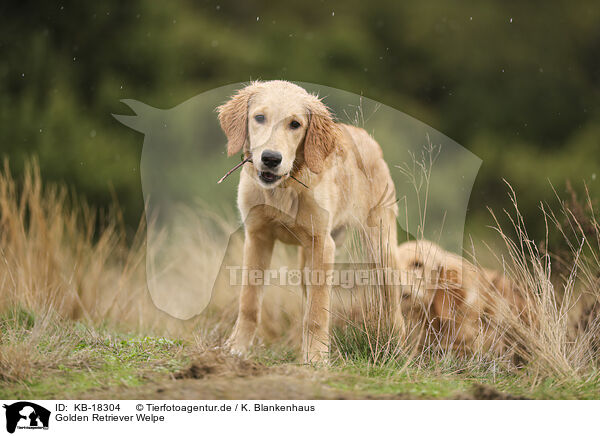 Golden Retriever Welpe / Golden Retriever puppy / KB-18304