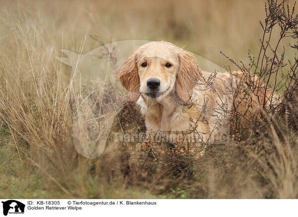 Golden Retriever Welpe / Golden Retriever puppy / KB-18305