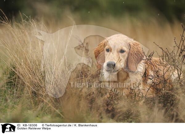 Golden Retriever Welpe / Golden Retriever puppy / KB-18306