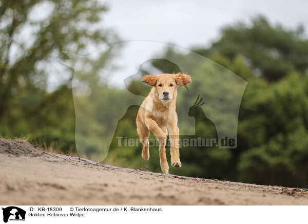 Golden Retriever Welpe / Golden Retriever puppy / KB-18309