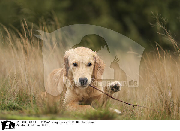 Golden Retriever Welpe / Golden Retriever puppy / KB-18311