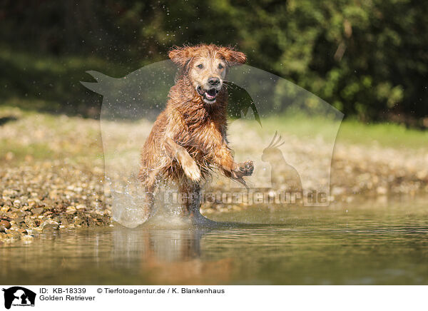 Golden Retriever / Golden Retriever / KB-18339