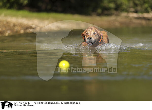 Golden Retriever / Golden Retriever / KB-18347