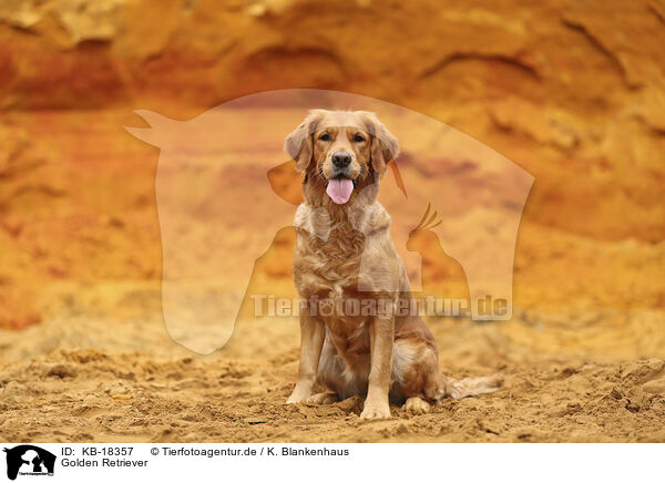 Golden Retriever / KB-18357