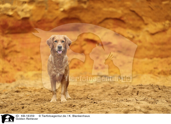 Golden Retriever / Golden Retriever / KB-18359