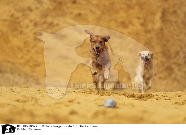 Golden Retriever / KB-18377