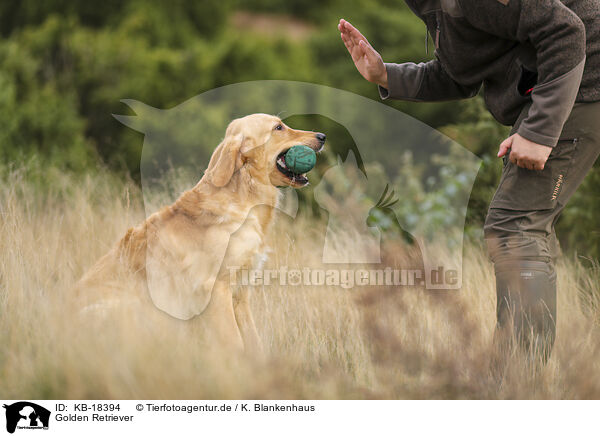 Golden Retriever / Golden Retriever / KB-18394