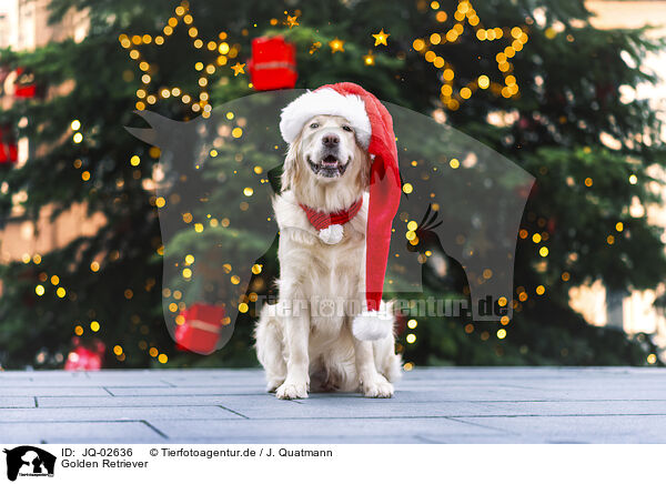 Golden Retriever / Golden Retriever / JQ-02636