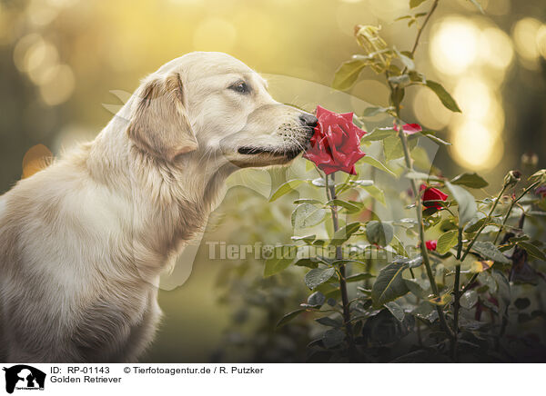 Golden Retriever / Golden Retriever / RP-01143