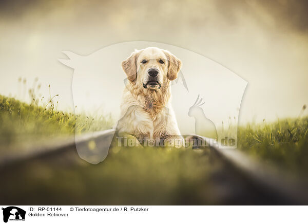 Golden Retriever / Golden Retriever / RP-01144