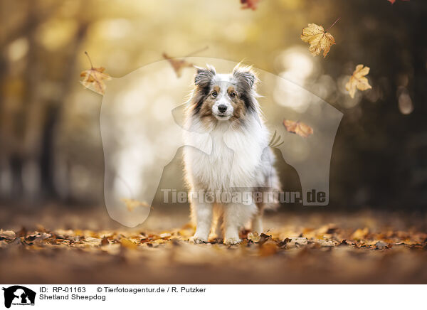 Shetland Sheepdog / Shetland Sheepdog / RP-01163
