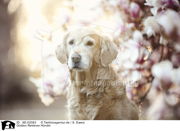 Golden Retriever H�ndin / female Golden Retriever / SE-02083