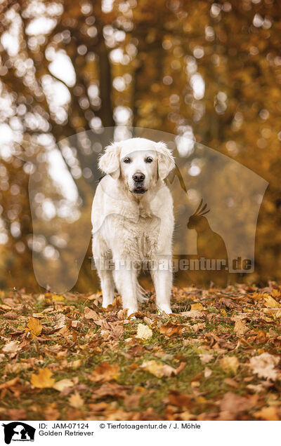 Golden Retriever / Golden Retriever / JAM-07124