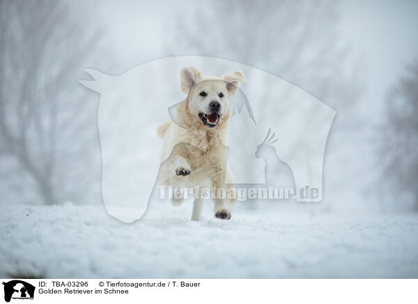 Golden Retriever im Schnee / Golden Retriever in the snow / TBA-03296