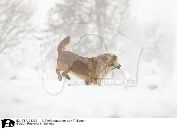 Golden Retriever im Schnee / Golden Retriever in the snow / TBA-03305