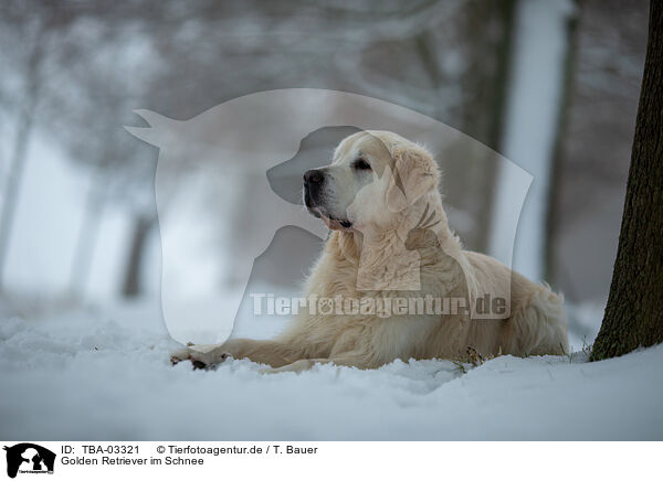 Golden Retriever im Schnee / Golden Retriever in the snow / TBA-03321