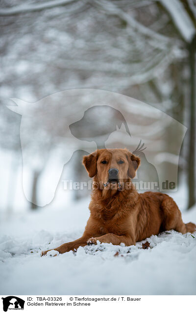 Golden Retriever im Schnee / Golden Retriever in the snow / TBA-03326