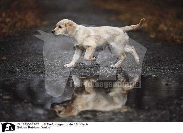 Golden Retriever Welpe / Golden Retriever puppy / SEK-01702