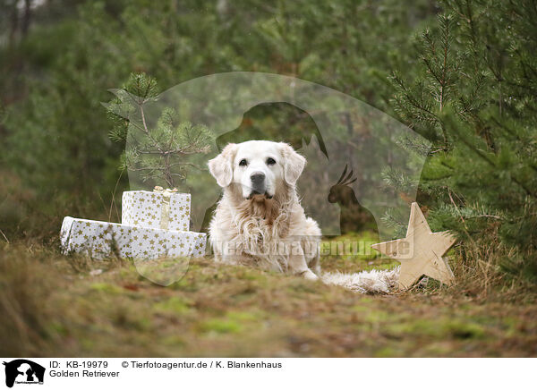 Golden Retriever / Golden Retriever / KB-19979