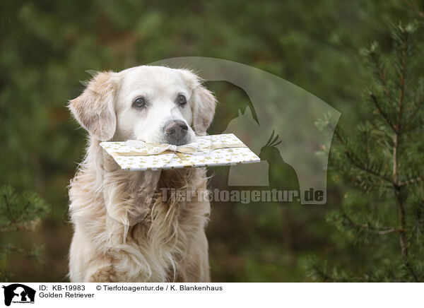Golden Retriever / Golden Retriever / KB-19983