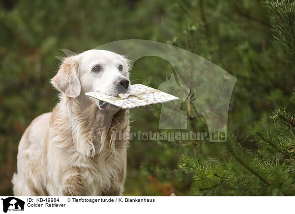 Golden Retriever / Golden Retriever / KB-19984