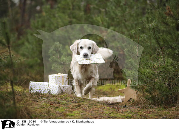 Golden Retriever / Golden Retriever / KB-19986