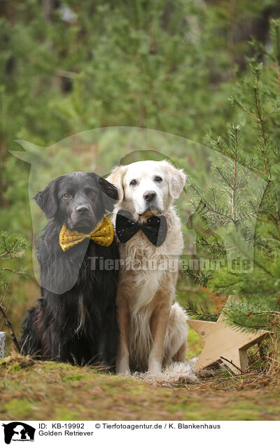 Golden Retriever / Golden Retriever / KB-19992