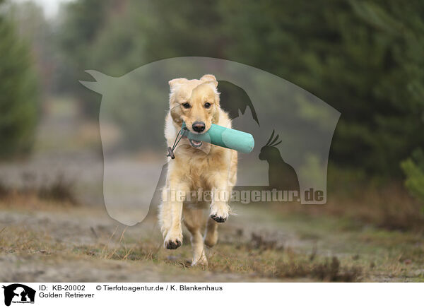 Golden Retriever / Golden Retriever / KB-20002