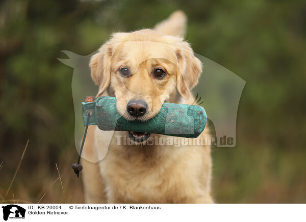 Golden Retriever / Golden Retriever / KB-20004