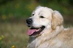 Golden Retriever Portrait