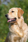 Golden Retriever Portrait