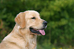 Golden Retriever Portrait