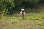 stehender Golden Retriever