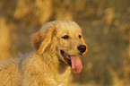 Golden Retriever Welpe im Portrait