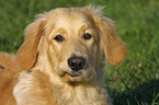 Golden Retriever im Portrait