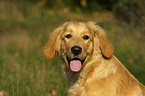 Golden Retriever im Portrait