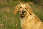 Golden Retriever im Portrait