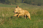 rennender Golden Retriever