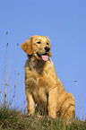 sitzender Golden Retriever