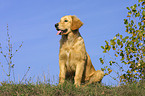 sitzender Golden Retriever