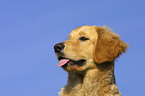 Golden Retriever im Portrait